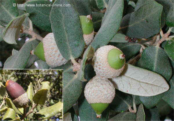 Bellotas y hojas de carrasca