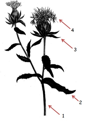 cartamo safflower false saffron