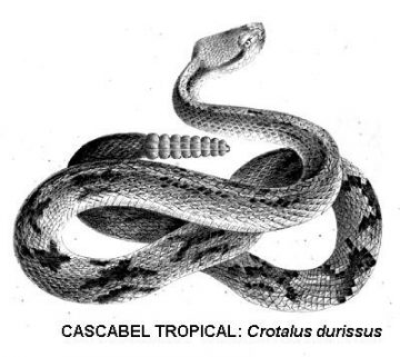 serpiente de cascabel