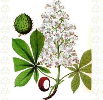 ilustracion