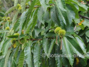 hojas y frutos del castaño