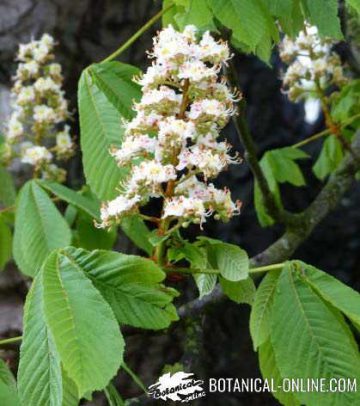 castaño de indias flores