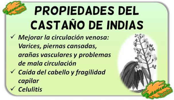 Propiedades del castaño de indias y sus beneficios