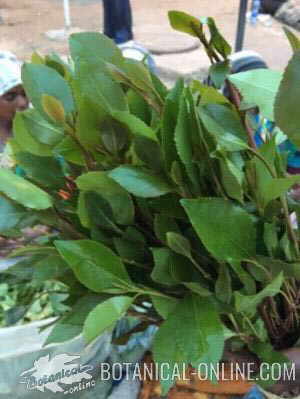 catha edulis khat cat chat venta mercado market sell leaves