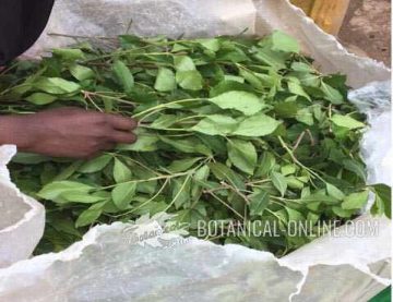 Khat Botanical Propiedades del Khat (Catha edulis) – Botanical-online