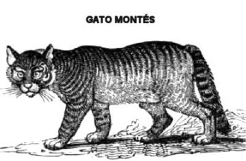 Características del gato montés – Botanical-online