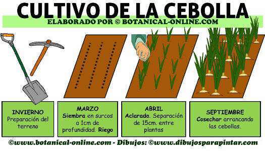 cultivo de la cebolla, como plantar cebollas