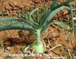 planta de cebolla en un huerto