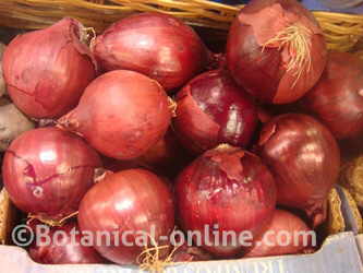 tipos de cebolla morada mercado