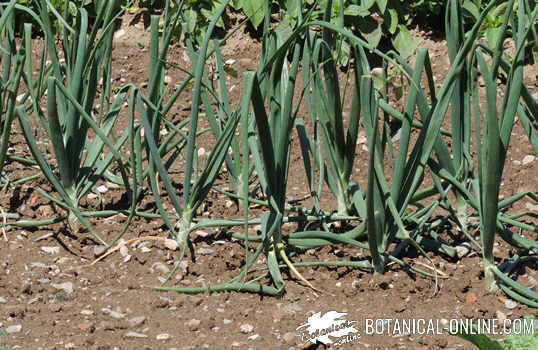 planta de cebolla en un huerto