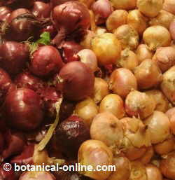 tipos de cebolla morada mercado