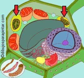 celula vegetal con cloroplastos señalados por flechas