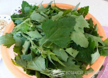 cenizo recetas plantas silvestres comestibles