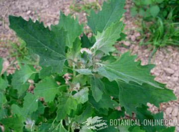 chenopodium album cenizo 