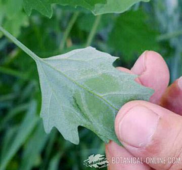 chenopodium album cenizo polvo hojas ceniza frotar enves reverso