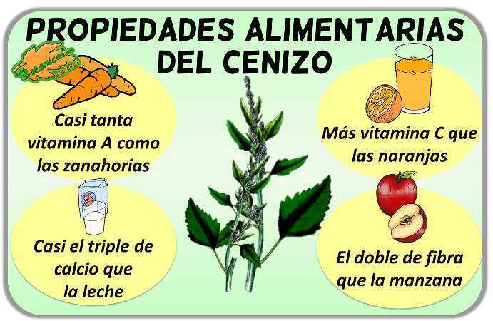 propiedades alimenticias cenizo chenopodium album vitaminas minerales 