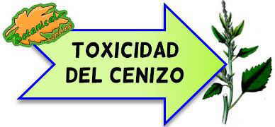 toxicidad del cenizo