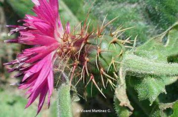 Centaurea