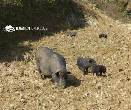 cerdo vietnamita potbelly