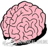 cerebro