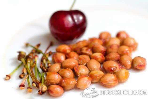 cerezas pedunculos rabos huesos