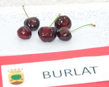 cereza tipos variedad burlat