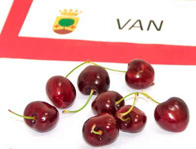 cereza tipos variedad Garrafal Van