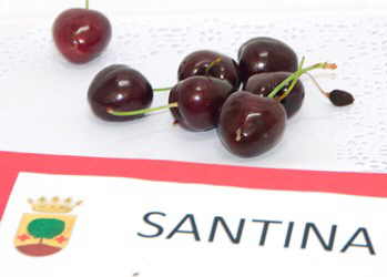 Cerezas variedad Santina