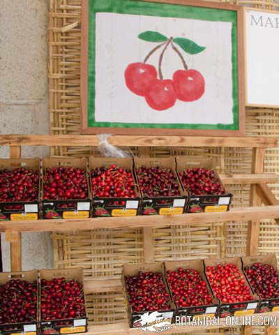 foto cerezas fondo blanco