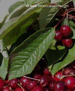 cerezas con hojas y frutos