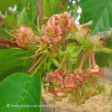 flores de cerezo dulce empezando a fructificar