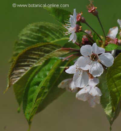 flores del cerezo