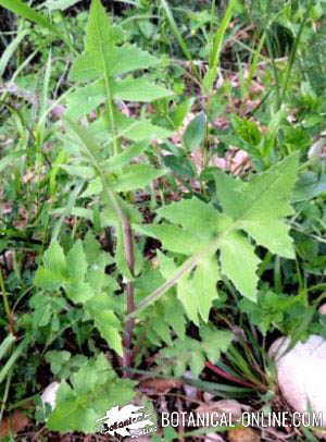 cerraja Sonchus oleraceus