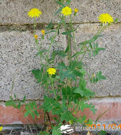 roseta de diente de león