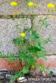 cerraja de pared o cerraja fina Sonchus tenerrimus