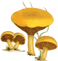 Chalciporus piperatus