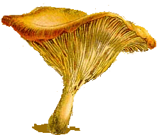 Cantharellus cibarius