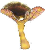 Cantharellus lutescens