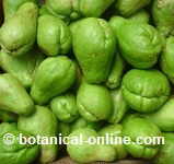 chayote