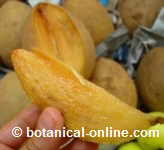 chicozapote