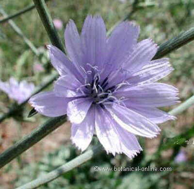 flor de achicoria