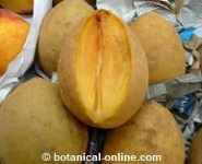 chicozapote