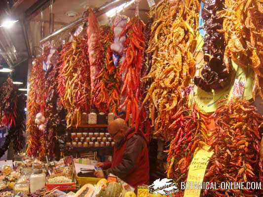 mercado chile especias