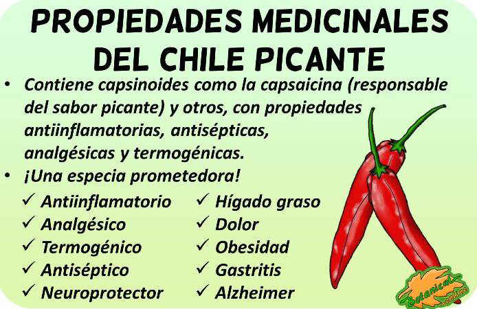 chile picante guindilla propiedades