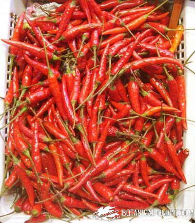 chile pimientos