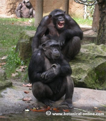 chimpancés