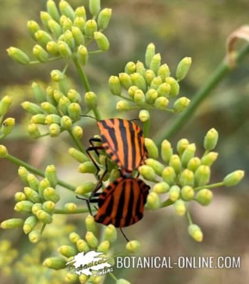 chinche rayada Graphosoma italicum