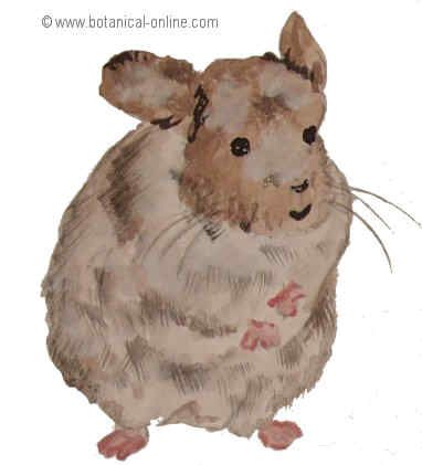 Dibujo de chinchilla