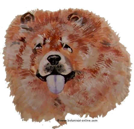 Dibujo de chow chow 