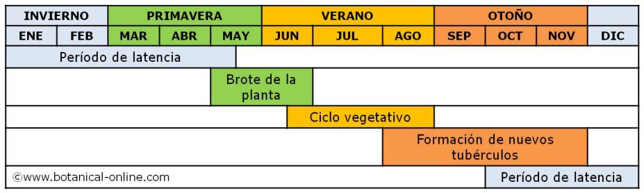 Calendario de cultivo de la chufa